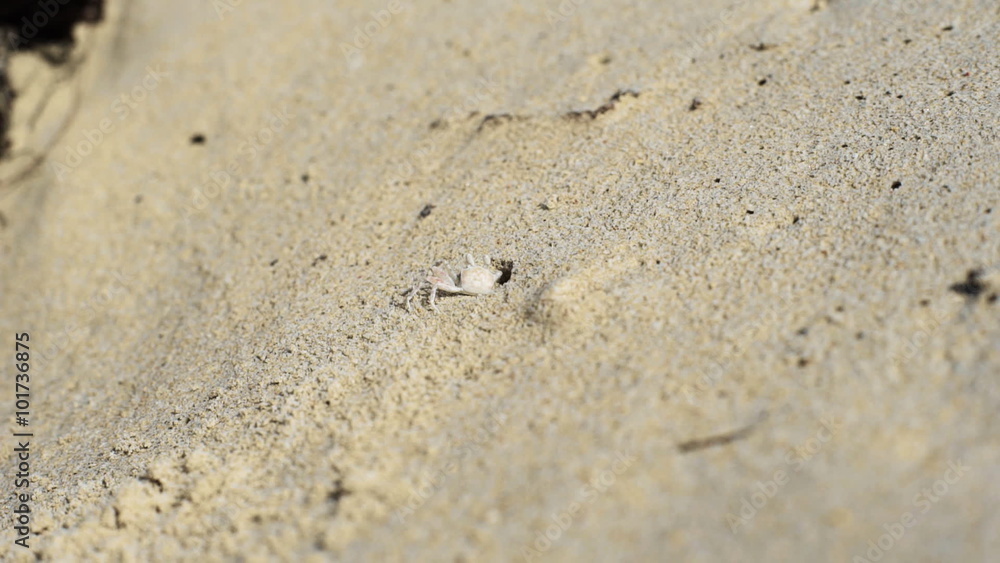 Crab on the sand beach Crab on the sand beach