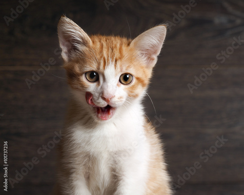 Portrait of a cat. Young cat, kitten. The cat washes language. Muzzle cat largly. White with red kitten. Background - a dark wooden board. Kitten beautiful yellow eyes. Language pink