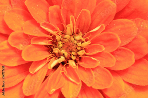 detail of orange flower