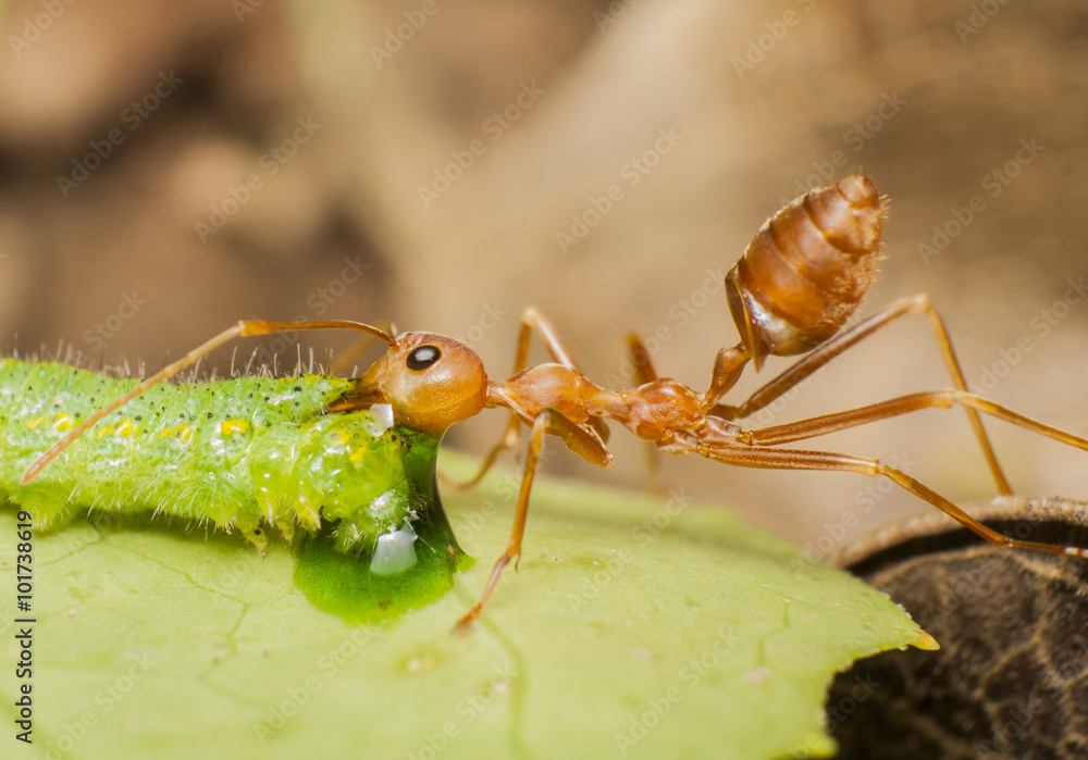 Ants carry worm on leaves Ants carry worm on leaves