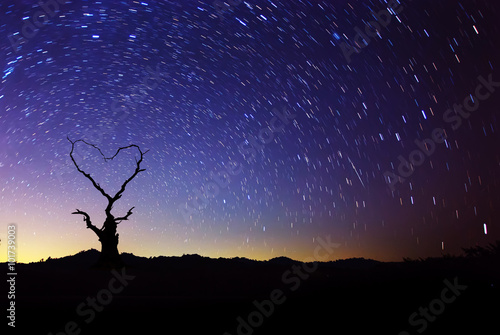 Heart shape of dead tree with star trails movement at night sky.