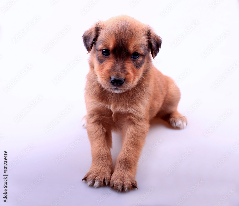 Cute dachshund puppy