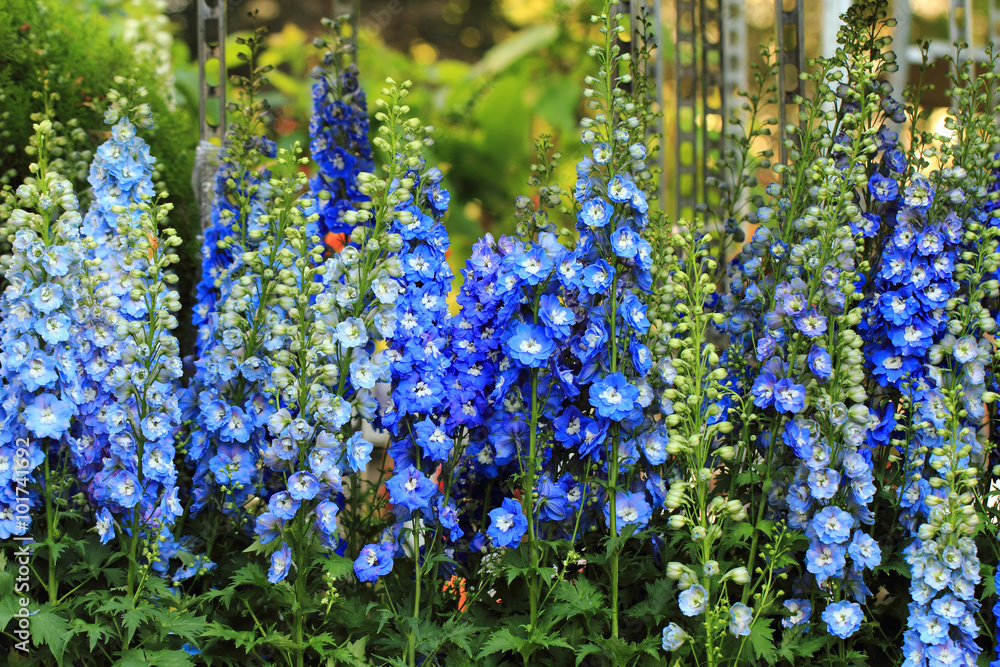 blue delphinium flower blue delphinium flower