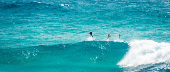 Ingelijste posters Dolfijn Dolfijnen spelen in golven Australië  © THP Creative