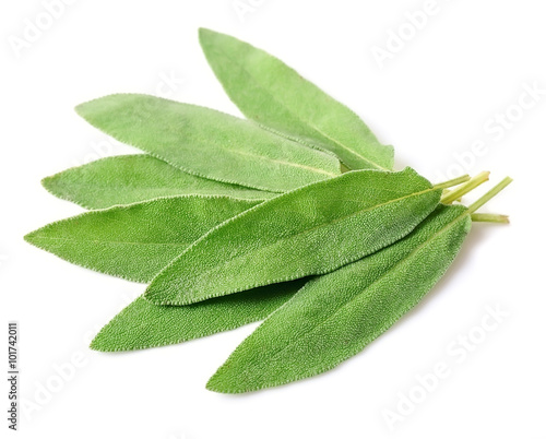 Sage leaves