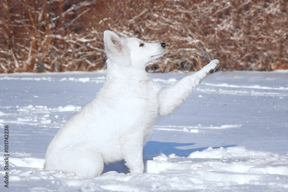 White Swiss Shepherd puppy for a walk
White Swiss Shepherd puppy for a walk