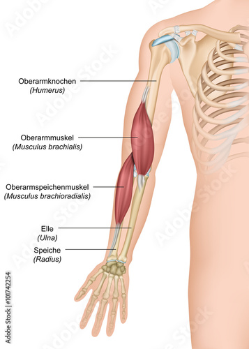 Anatomie Musculus brachialis ,- brachioradialis photo