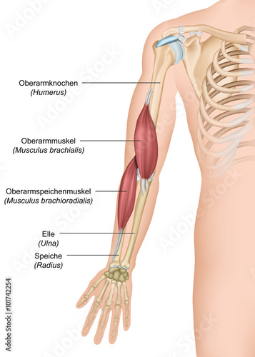 Anatomie Musculus brachialis ,- brachioradialis