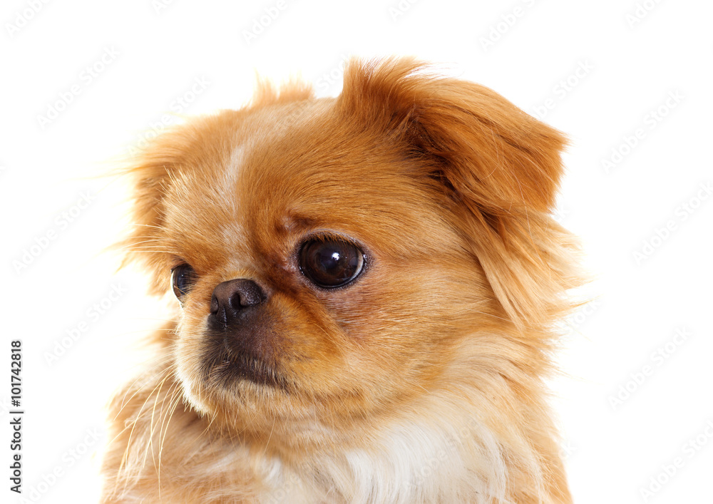 Funny puppy looks Funny puppy looks