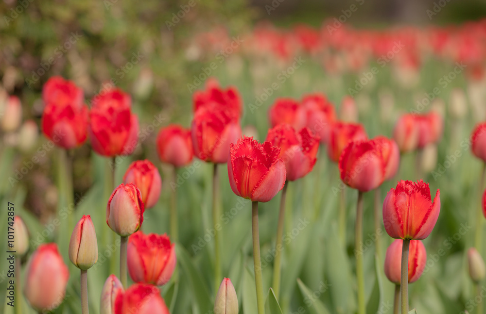 red tulips in garden