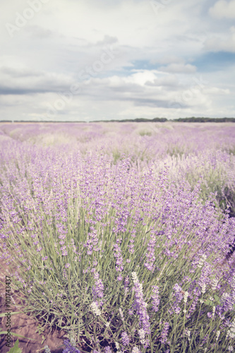 Lavender flower field  cloudy sky