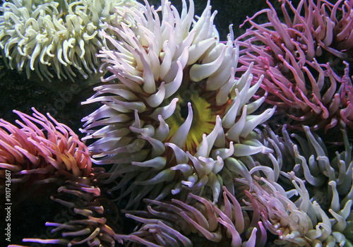 Fototapeta Naklejka Na Ścianę i Meble -  Closeup of Colorful Sea Anenomes