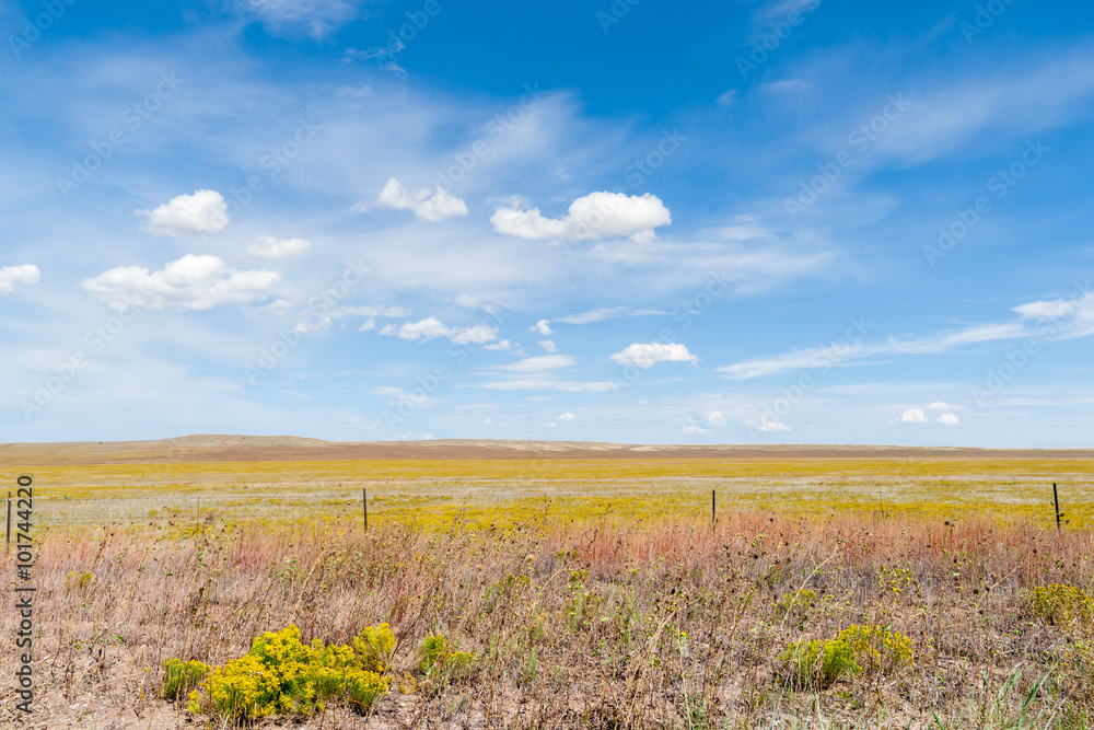 Arizona countryside field yellow rabbit brush flower blue sky 