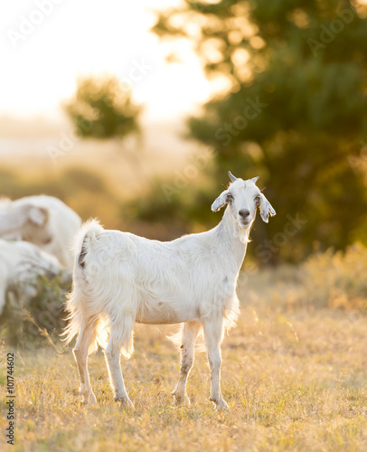 Goats Grazing in Field