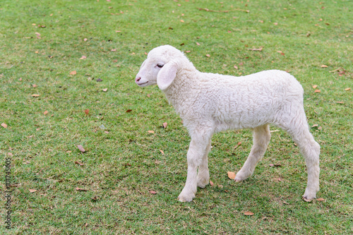 cute lamb in the farm