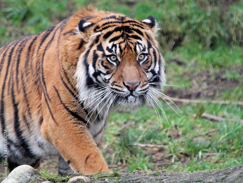 Sumatran Tiger