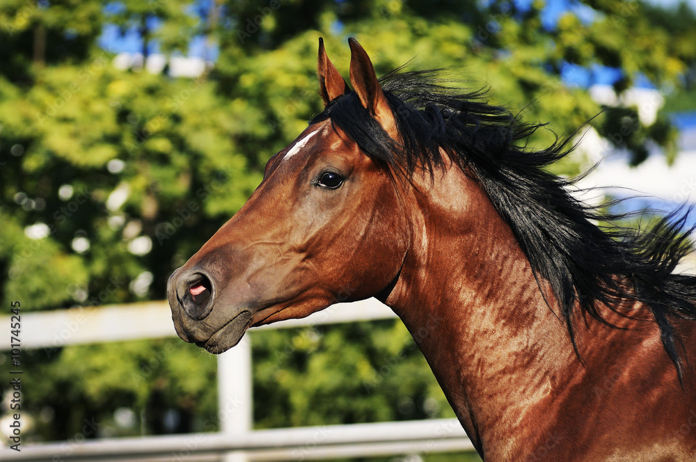 Obraz premium Brown stallion portrait running on the green background