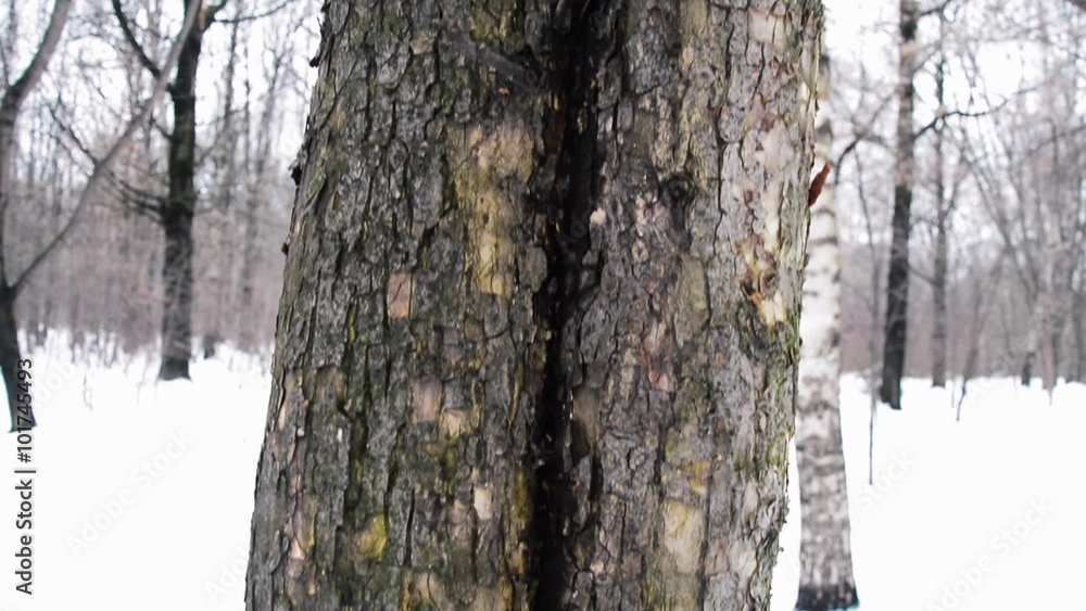 in The Woods Two Tree Trunks Intertwined. winter in The Woods Two Tree Trunks Intertwined. winter