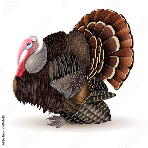 Vector male Turkey