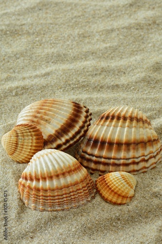 Muscheln, Cardiidae im Sand