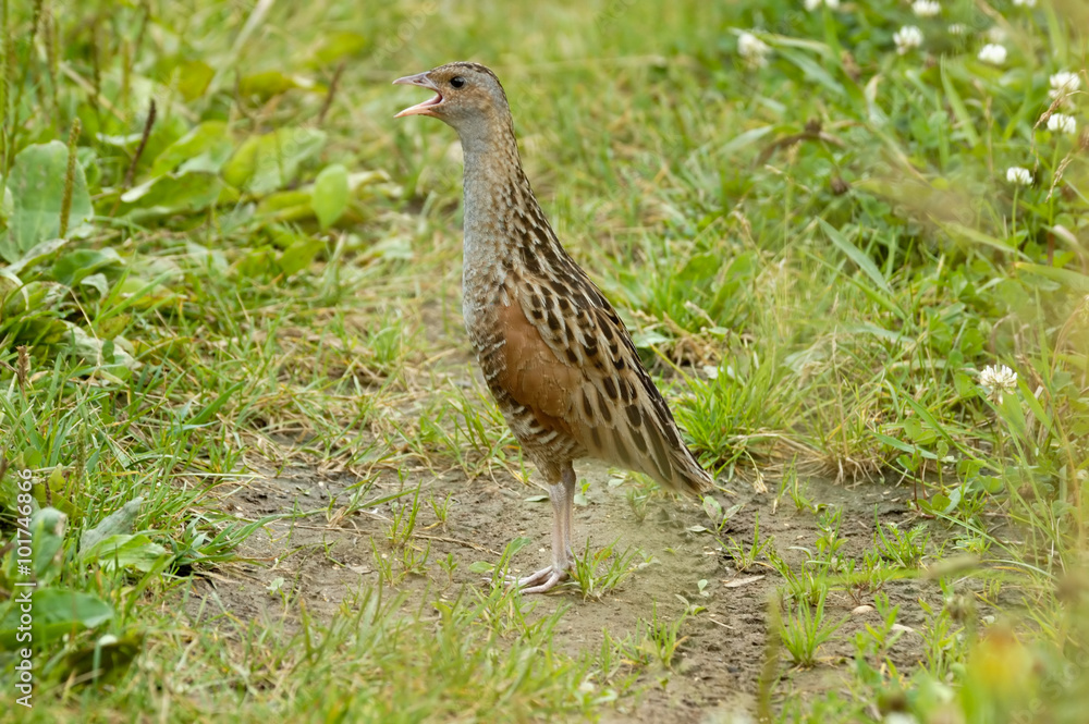 Crying corncrake in grass Crying corncrake in grass