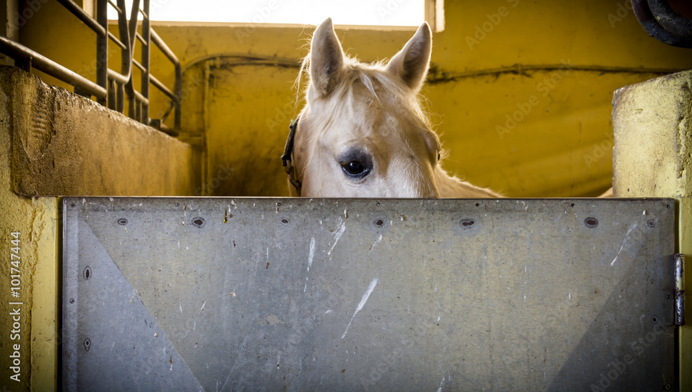 Obraz na plátně Horse