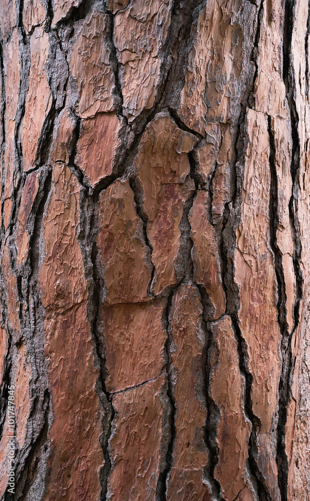 Bark tree textured light brown color Bark tree textured light brown color