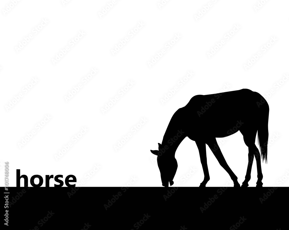 silhouette di cavallo su sfondo bianco silhouette di cavallo su sfondo bianco