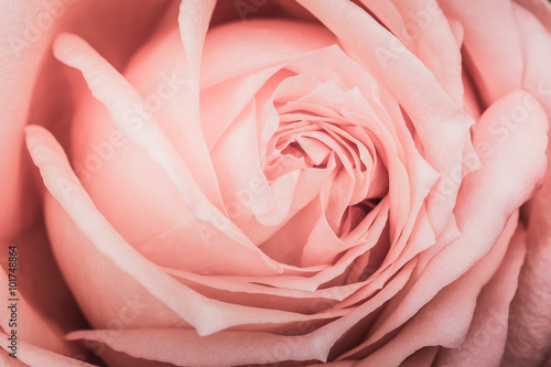 Closeup of a pink rose