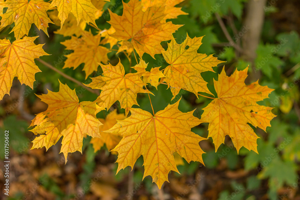 Herbstlaub Herbstlaub