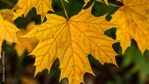 Herbstlaub