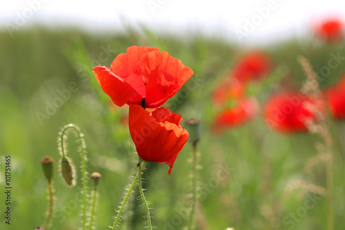  red poppy flowers close up