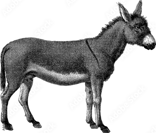 Vintage engraving donkey