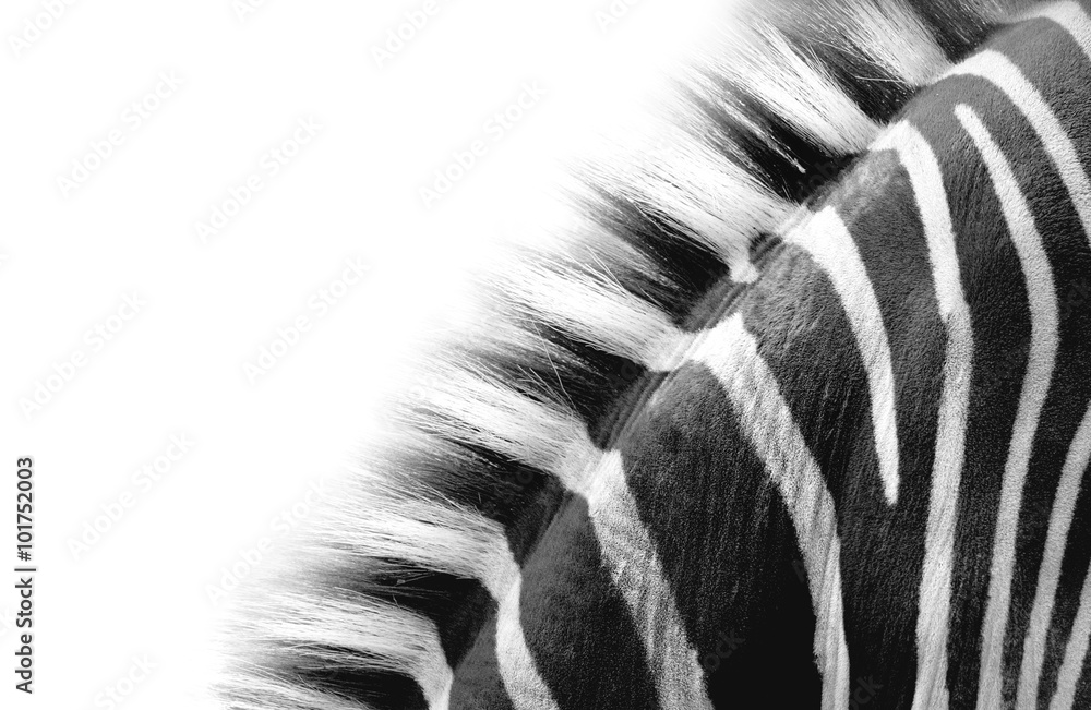 zebra neck detail - obrazy, fototapety, plakaty 