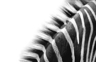 Fototapete Zebra Zebrahals Detailaufnahme mit Streifen  © Olga Itina