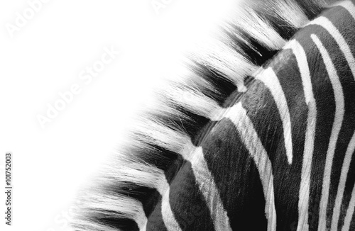 zebra neck detail