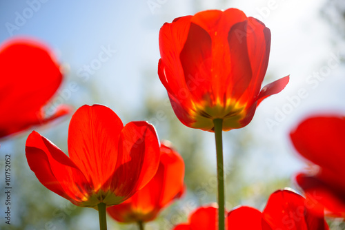 Beautiful Red Tulips in Field under Spring Sky in Bright Sunlight