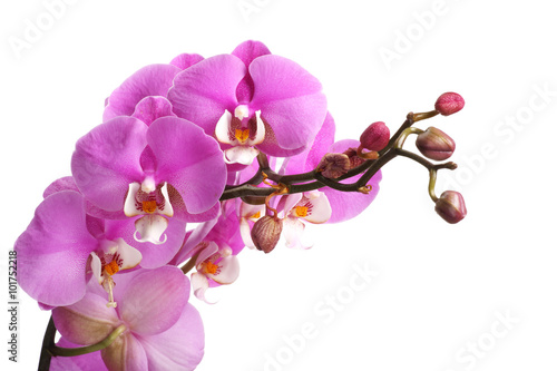 Pink streaked orchid flower