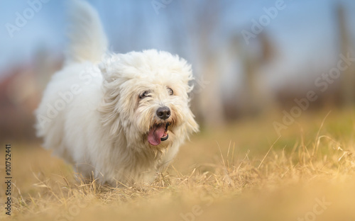Photographie White Long Haired Dog in run - Coton de Tulear