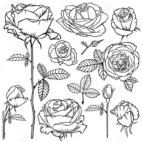 Contour beautiful roses flower set