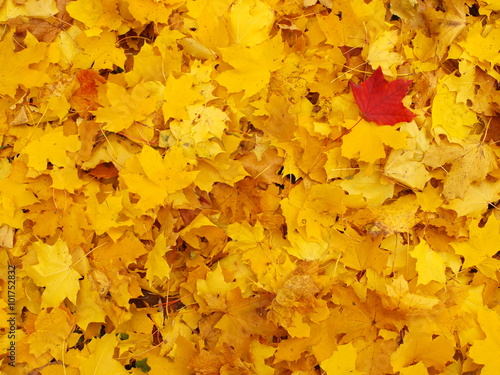 red leaf on a background of yellow maples leaves