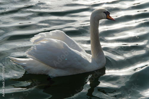 Lovely white swan