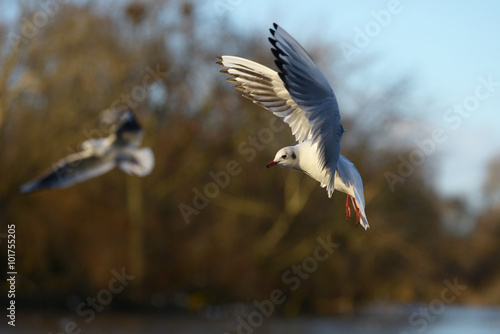 Black-headed Gull, Chroicocephalus ridibundus