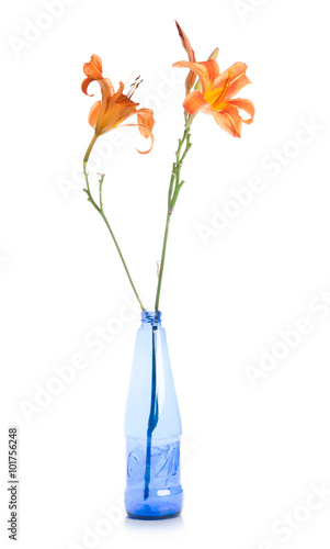 two flowers of lilies are in a blue bottle