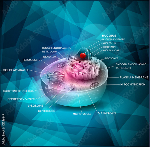Cell structure beautiful design, cross section of the cell detailed colorful anatomy on a blue triangle shapes background