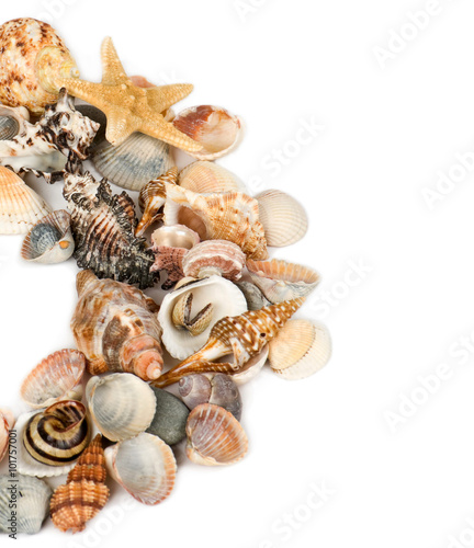 background from marine cockleshells