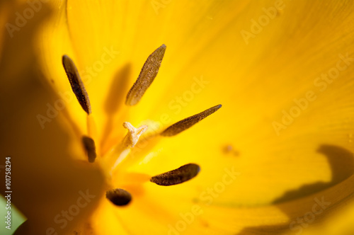 tulip yellow macro