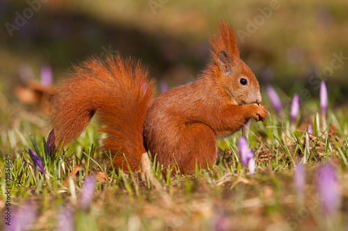 Eichhörnchen auf einer Krokuswiese © Alexander Erdbeer