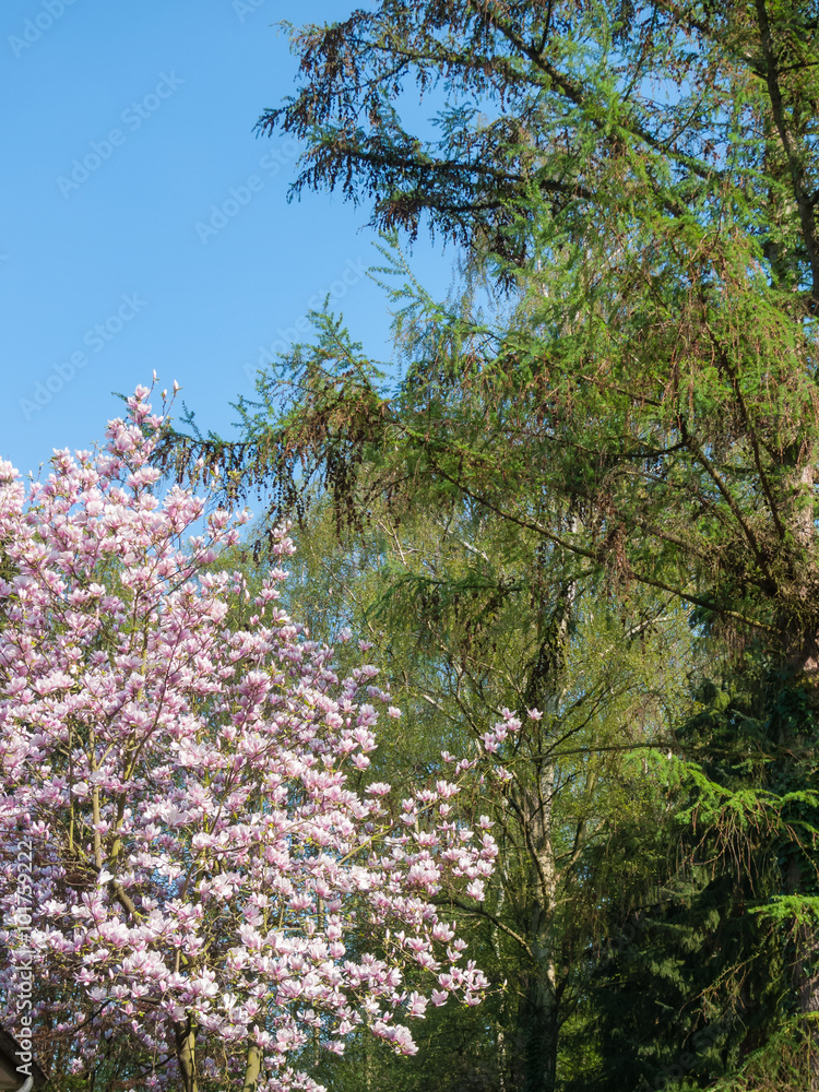 Abloom magnolia flowers in sunny spring-time day with cloudy sky Abloom magnolia flowers in sunny spring-time day with cloudy sky
