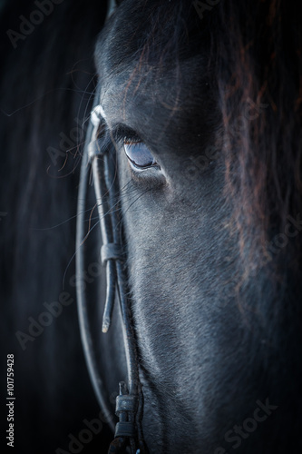 Fotografie Eye of Friesian horse